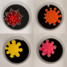 画像をギャラリービューアに読み込む, 【土を使わないサボテン】テーブルプランツ(Table Plants)ヒボタン(緋牡丹)
