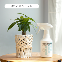 画像をギャラリービューアに読み込む, ギフトにおすすめ！【土を使わない観葉植物】テーブルプランツ (Table Plants) ×マクラメカバー×Table Plants Water(テーブルプランツウォーター)セット
