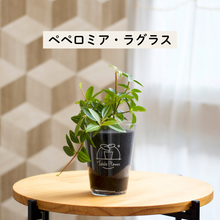 画像をギャラリービューアに読み込む, 【土を使わない観葉植物】テーブルプランツ(Table Plants) ペペロミア
