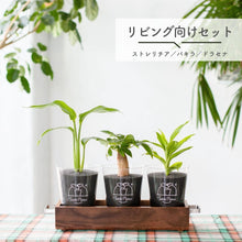 画像をギャラリービューアに読み込む, 【アカシア素材ケース付】 テーブルプランツ(Table Plants) 3種セット　※土を使わない観葉植物
