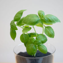 画像をギャラリービューアに読み込む, 【土を使わないハーブ】バジル　Table Plants(テーブルプランツ)
