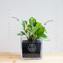 画像をギャラリービューアに読み込む, 【土を使わない観葉植物】テーブルプランツ キューブ (Table Plants CUBE) ポトス2品種寄せ植え
