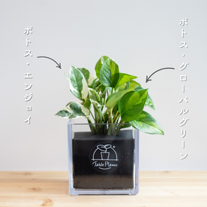 【土を使わない観葉植物】テーブルプランツ キューブ (Table Plants CUBE) ポトス2品種寄せ植え