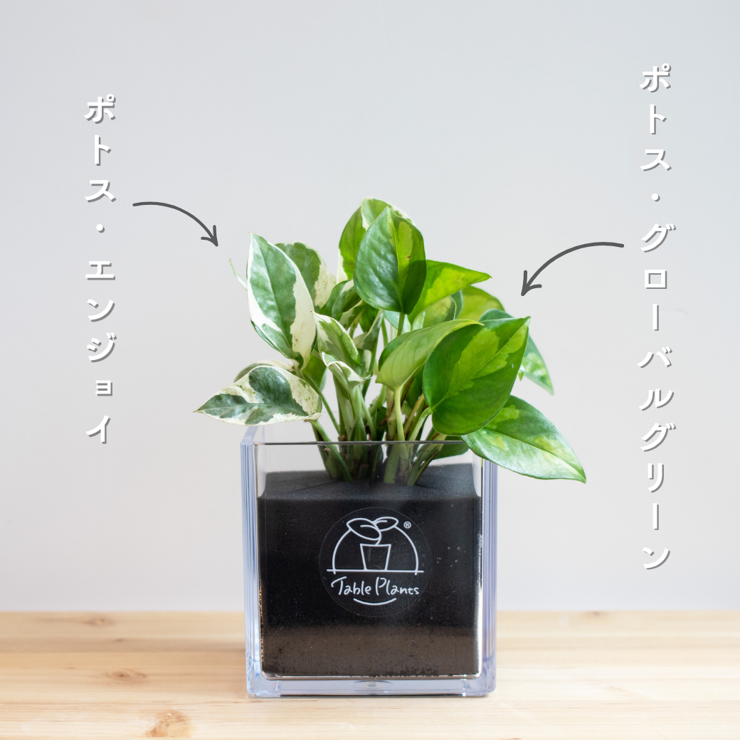 【土を使わない観葉植物】テーブルプランツ キューブ (Table Plants CUBE) ポトス2品種寄せ植え