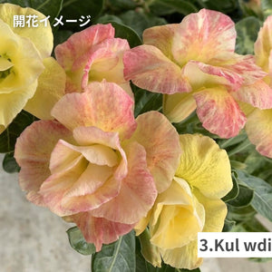【限定100個】アデニウム 抜き苗（裸株）