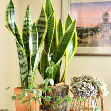画像をギャラリービューアに読み込む, サンスベリア・ローレンティー  7号 シンプルな植木鉢セット
