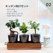 画像をギャラリービューアに読み込む, 【土を使わない観葉植物】 テーブルプランツ(Table Plants) 3種+アカシア素材ケースセット ※Water付き
