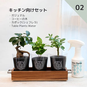 【土を使わない観葉植物】 テーブルプランツ(Table Plants) 3種+アカシア素材ケースセット ※Water付き