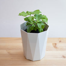 画像をギャラリービューアに読み込む, 【土を使わないハーブ】2種のしそ(紫蘇)セット　Table Plants(テーブルプランツ)
