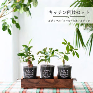 【アカシア素材ケース付】 テーブルプランツ(Table Plants) 3種セット　※土を使わない観葉植物