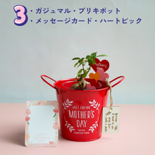 画像をギャラリービューアに読み込む, 【母の日ギフト】土を使わない観葉植物テーブルプランツ(Table Plants) ブリキポットセット
