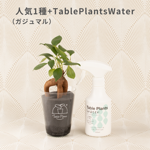 【土を使わない観葉植物】テーブルプランツ(Table Plants) お得なおすすめセット　