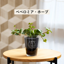 画像をギャラリービューアに読み込む, 【土を使わない観葉植物】テーブルプランツ(Table Plants) ペペロミア
