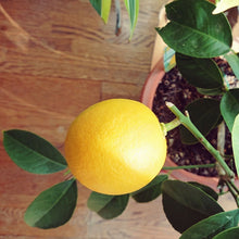 画像をギャラリービューアに読み込む, 【販売期間：6月11日まで】レモンの木 リスボン 5号 1鉢
