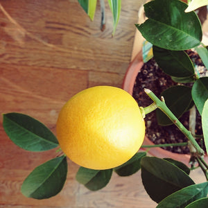 【販売期間：6月11日まで】レモンの木 リスボン 5号 1鉢