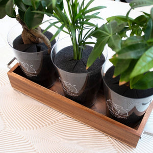 【アカシア素材ケース付】 テーブルプランツ(Table Plants) 3種セット　※土を使わない観葉植物