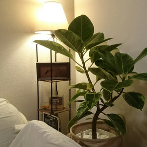 【一点物】フィカス・アルテシーマ 8号 沖縄の観葉植物 高さ 約140cm No.121
