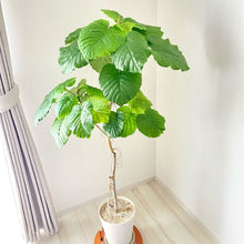 画像をギャラリービューアに読み込む, フィカス・ウンベラータ 8号 沖縄の観葉植物 高さ約160cm No.574
