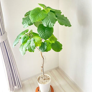 【一点物】フィカス・ウンベラータ 8号 沖縄の観葉植物 高さ約130cm No.567