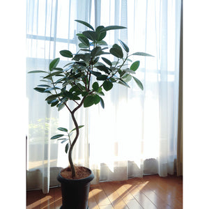【一点物】フランスゴムの木 まがり 10号 沖縄の観葉植物 高さ約160〜180cm No.507