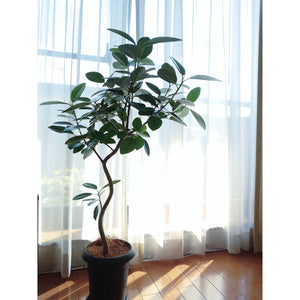 【一点物】フランスゴム(寄植え) 8号 沖縄の観葉植物 高さ約120cm No.F6