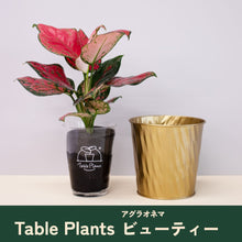画像をギャラリービューアに読み込む, 【クリスマス限定セット】Table Plants(テーブルプランツ) アグラオネマ ※土を使わずに育てる観葉植物 ※予約商品
