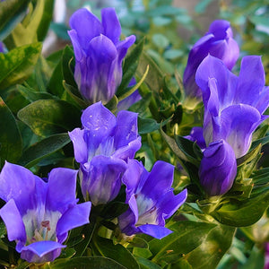 【予約商品：10/25発送】リンドウ 花巻銀河ブルー 1鉢