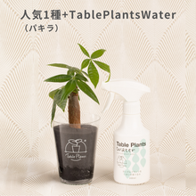 画像をギャラリービューアに読み込む, 【土を使わない観葉植物】テーブルプランツ(Table Plants) お得なおすすめセット　
