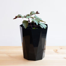 画像をギャラリービューアに読み込む, 【土を使わないハーブ】2種のしそ(紫蘇)セット　Table Plants(テーブルプランツ)
