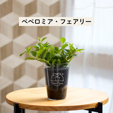 画像をギャラリービューアに読み込む, 【土を使わない観葉植物】テーブルプランツ(Table Plants) ペペロミア
