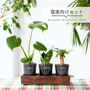 【アカシア素材ケース付】 テーブルプランツ(Table Plants) 3種セット　※土を使わない観葉植物