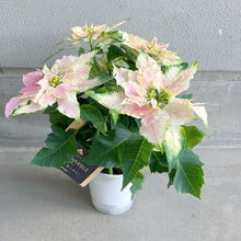 画像をギャラリービューアに読み込む, 【限定56鉢】プリンセチア・ロゼマーブル 4号 ※予約商品:11/23まで 出荷予定:11/28
