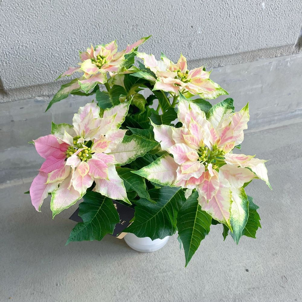 【限定56鉢】プリンセチア・ロゼマーブル 4号 ※予約商品:11/23まで 出荷予定:11/28