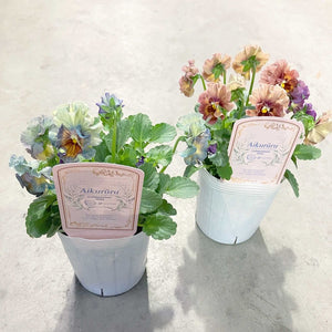 【限定32セット】ビオラ・アイクルール 3号 3ポットセット ※予約商品:11/9まで 出荷予定:11/14