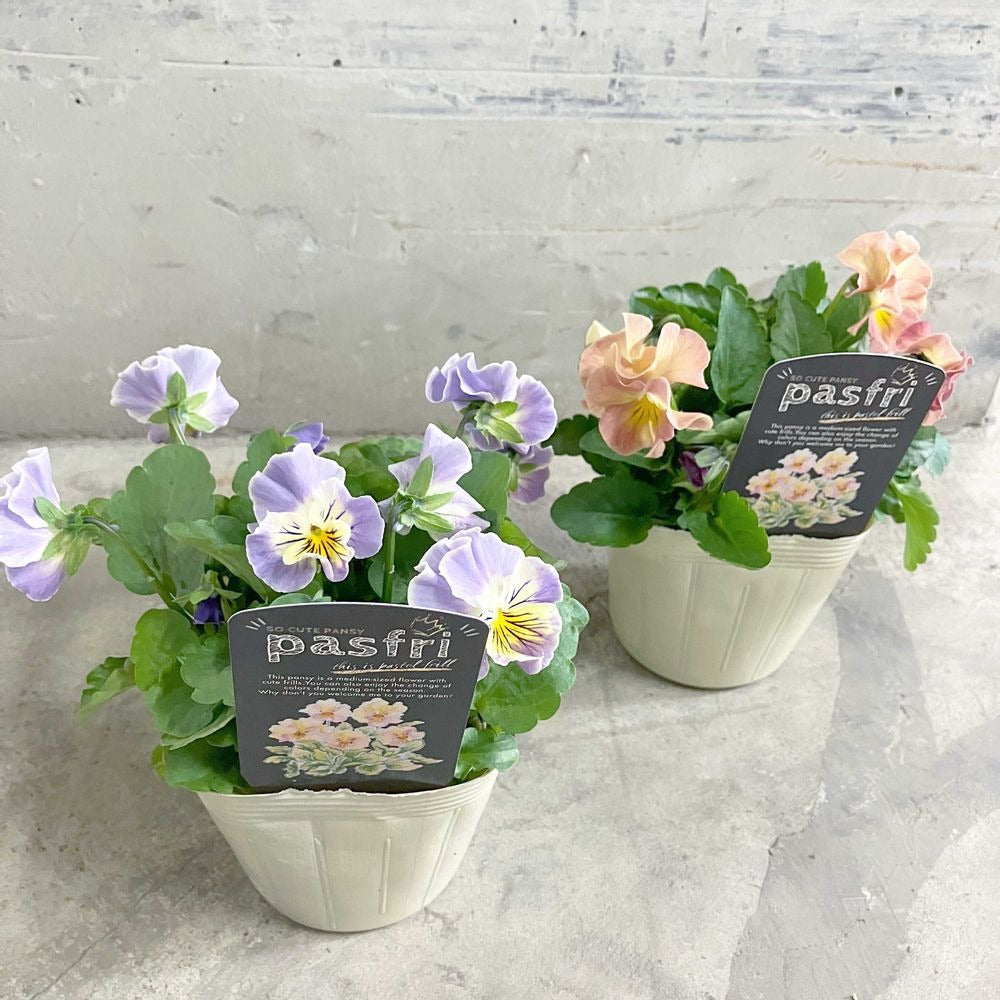 【限定24セット】パンジー・パスフリ 3.5号 3ポットセット ※予約商品:12/14まで 出荷予定:12/19