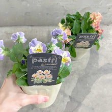 画像をギャラリービューアに読み込む, 【限定24セット】パンジー・パスフリ 3.5号 3ポットセット ※予約商品:12/14まで 出荷予定:12/19
