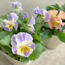 画像をギャラリービューアに読み込む, 【限定24セット】パンジー・パスフリ 3.5号 3ポットセット ※予約商品:12/14まで 出荷予定:12/19

