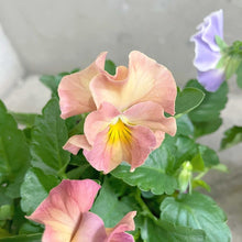 画像をギャラリービューアに読み込む, 【限定24セット】パンジー・パスフリ 3.5号 3ポットセット ※予約商品:12/14まで 出荷予定:12/19
