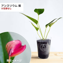 画像をギャラリービューアに読み込む, 【土を使わない観葉植物】テーブルプランツ(TablePlants) アンスリウム ※数量限定 カラー
