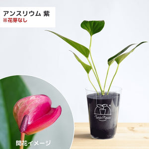 【土を使わない観葉植物】テーブルプランツ(TablePlants) アンスリウム ※数量限定 カラー