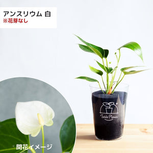 【土を使わない観葉植物】テーブルプランツ(TablePlants) アンスリウム ※数量限定 カラー