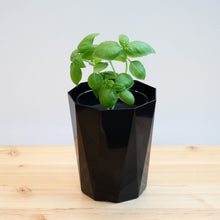 画像をギャラリービューアに読み込む, 【土を使わないハーブ】バジル　Table Plants(テーブルプランツ)
