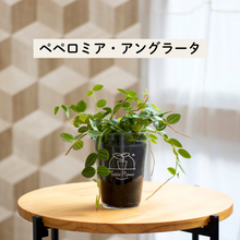 画像をギャラリービューアに読み込む, 【土を使わない観葉植物】テーブルプランツ(Table Plants) ペペロミア
