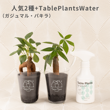 画像をギャラリービューアに読み込む, 【土を使わない観葉植物】テーブルプランツ(Table Plants) お得なおすすめセット　
