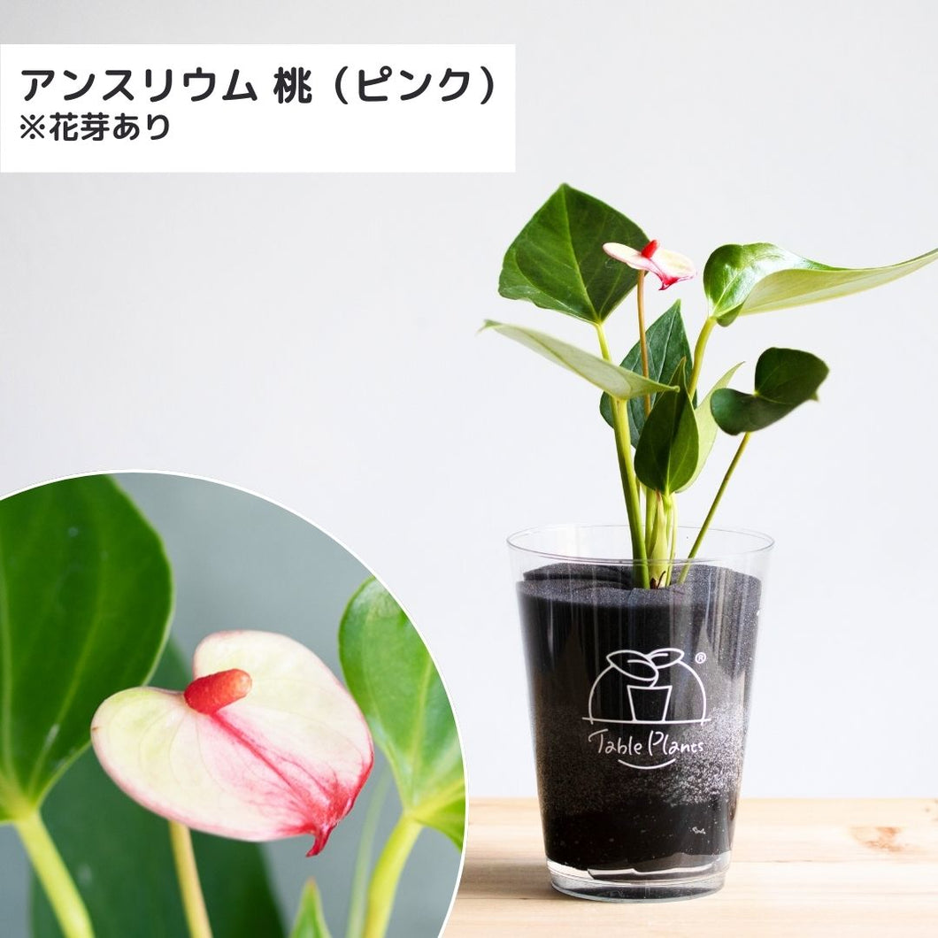 【限定カラー】テーブルプランツ(TablePlants) アンスリウム ※土を使わない観葉植物