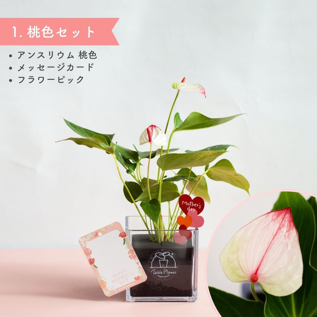 【母の日ギフト】土を使わない観葉植物テーブルプランツ(Table Plants) CUBE アンスリウム セット
