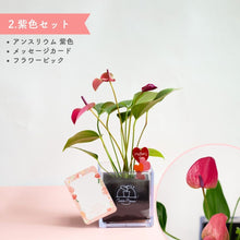 画像をギャラリービューアに読み込む, 【母の日ギフト】土を使わない観葉植物テーブルプランツ(Table Plants) CUBE アンスリウム セット
