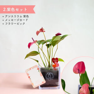 【母の日ギフト】土を使わない観葉植物テーブルプランツ(Table Plants) CUBE アンスリウム セット