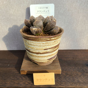【一点物】ハオルチア・タランチュラ 3号 信楽焼（丸鉢）セット