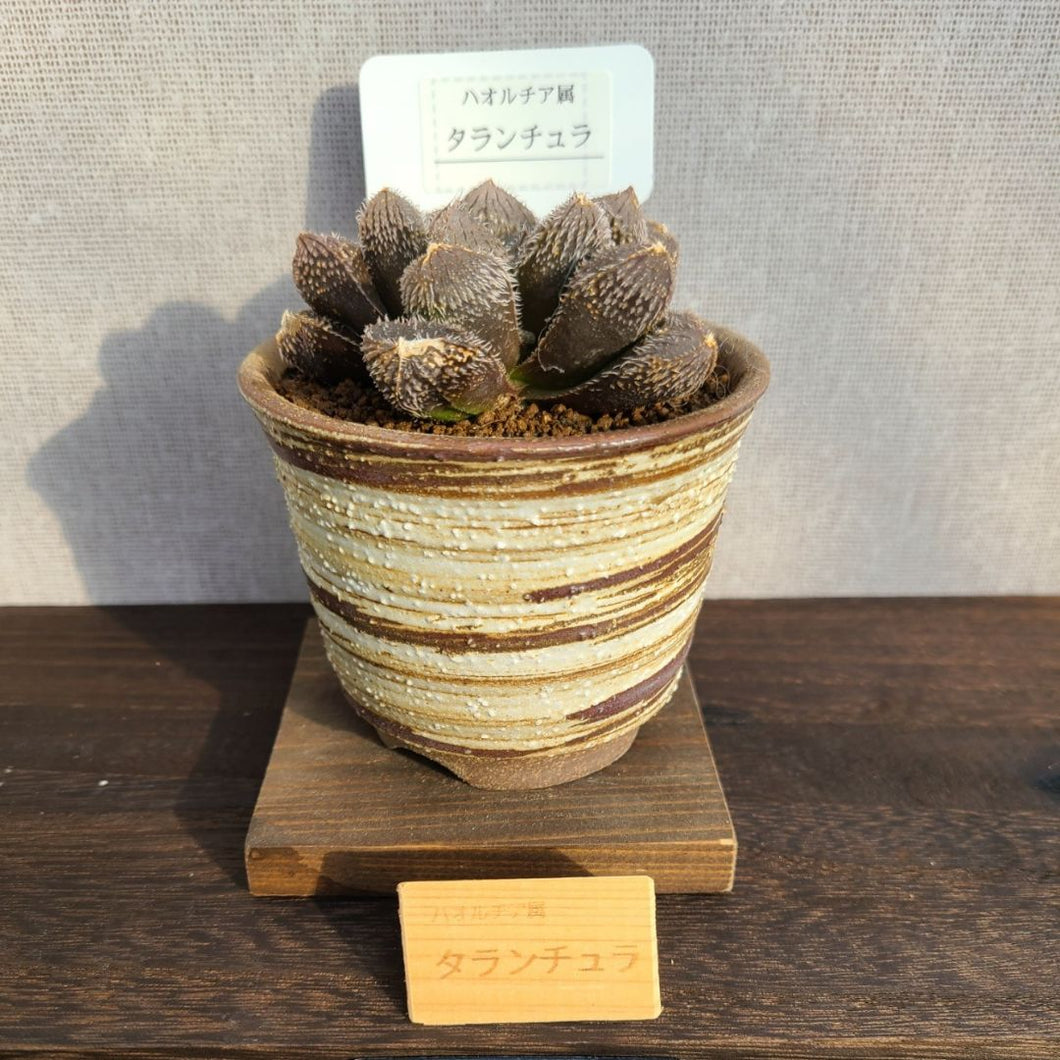 【一点物】ハオルチア・タランチュラ 3号 信楽焼（丸鉢）セット